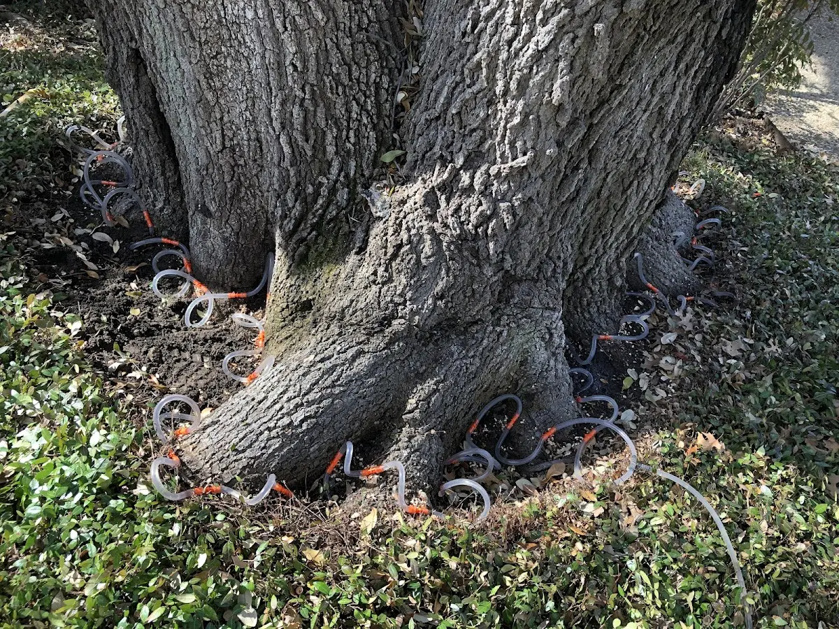 Detailed Tree Cabling and Bracing job site in Rankin