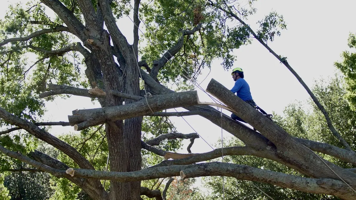 Professional Hazardous Tree Removal performed by certified arborists in Rankin