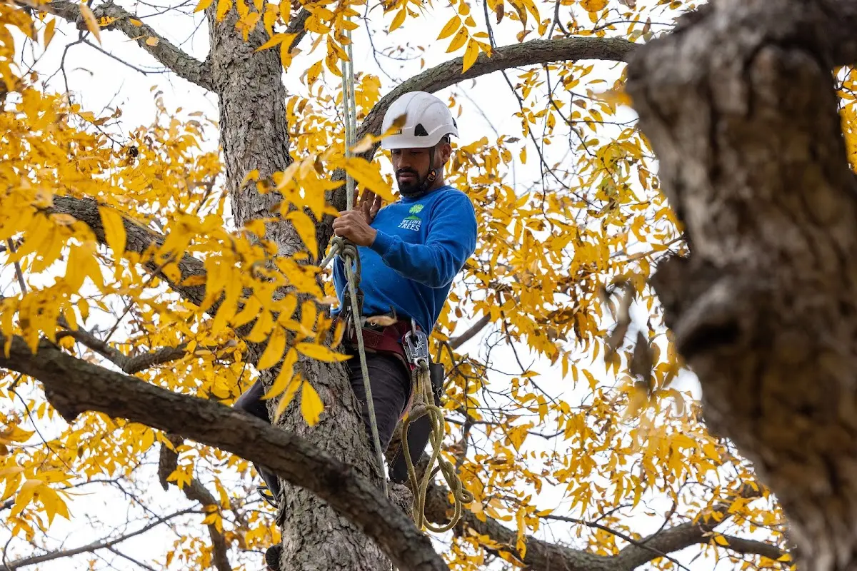 Skilled Tree Pruning crew working in Rankin